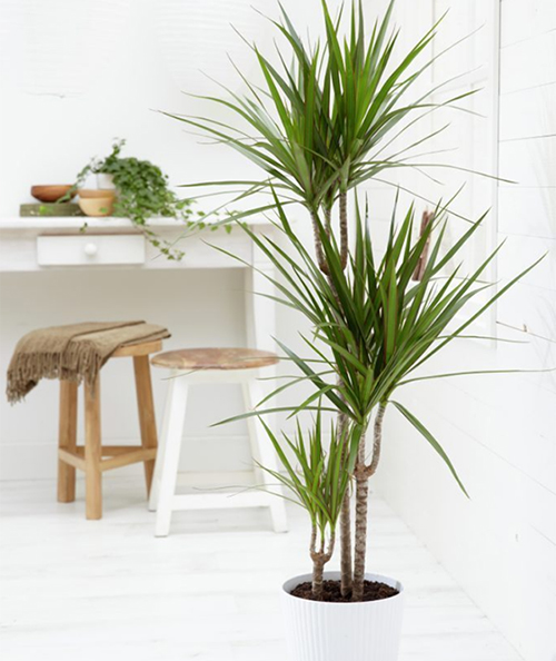 Top Plants for Improving Indoor Air Quality | Sustainable ...